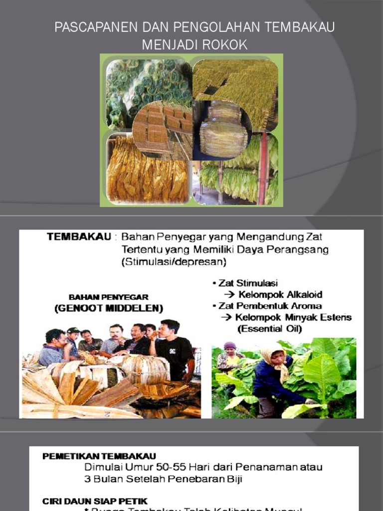 Bahan Baku dan Proses Pembuatan Rokok | PDF