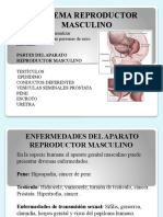 Sistema Reproductor Masculino