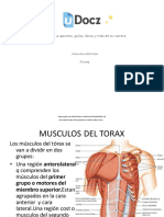 Musculos Del Torax 219758 Downloable 3024410