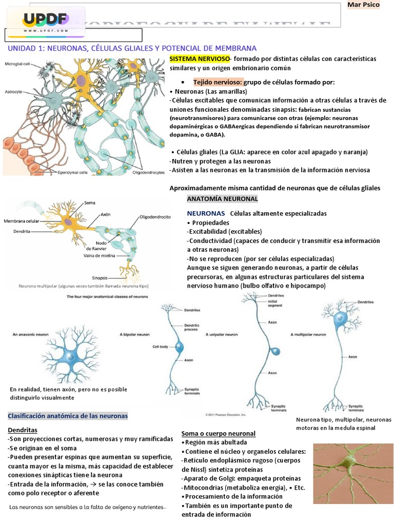Neurobiologia Unidad 1 | PDF | Sinapsis | Potencial de acción