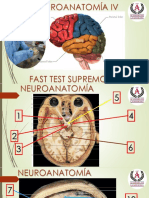 Fast Test Supremo Neuroanatomía 004
