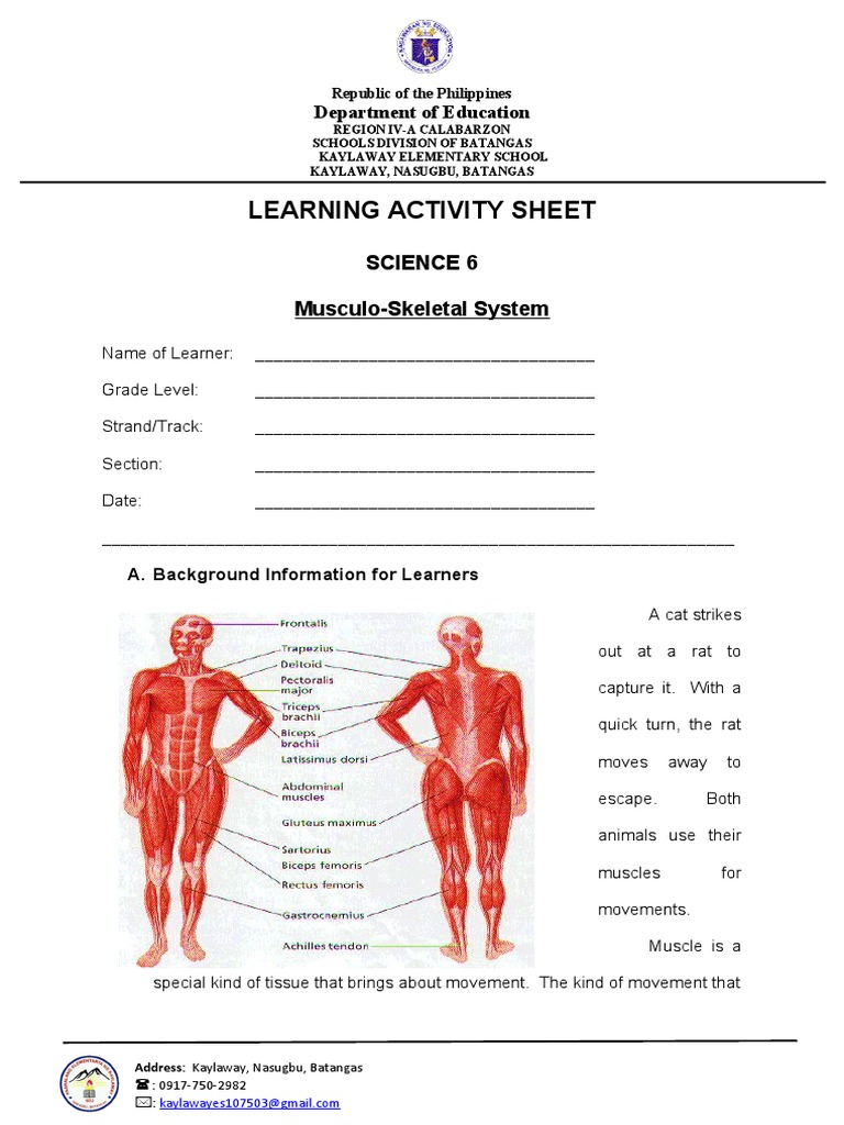 Anatomy Posters - Learn Muscles