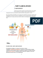 EL METABOLISMO Fases y Tipos