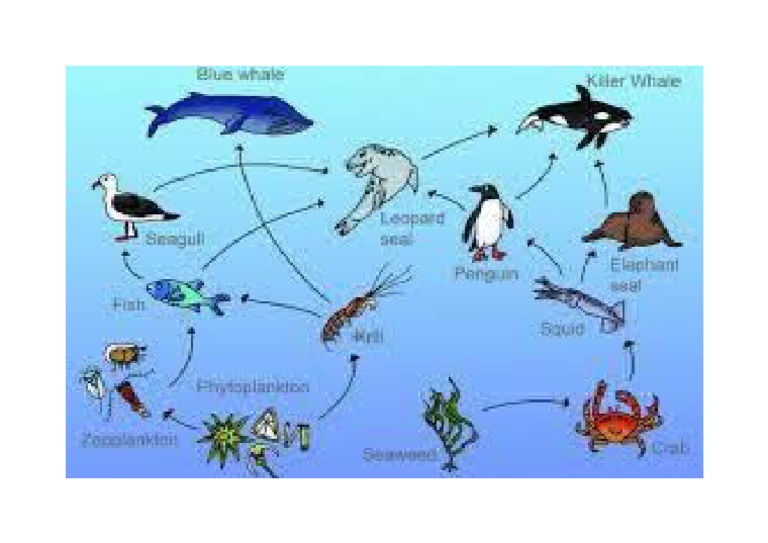 Rantai Makanan Di Laut | PDF