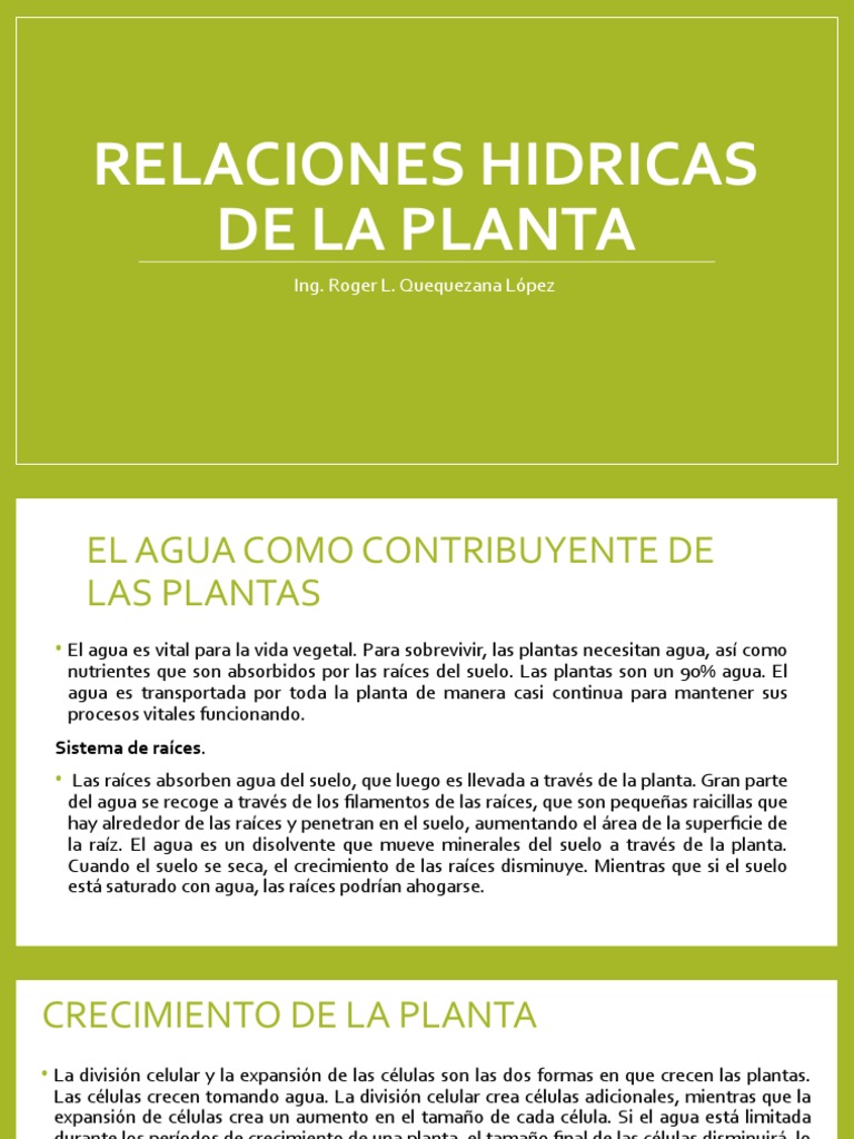 Importancia del Agua en el Crecimiento Vegetal | PDF | Raíz | Agua