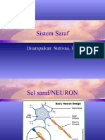 Sistem Saraf - em