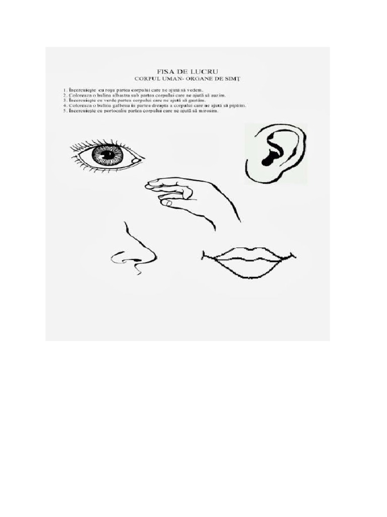Fisa de Lucru Organe de Simt | PDF