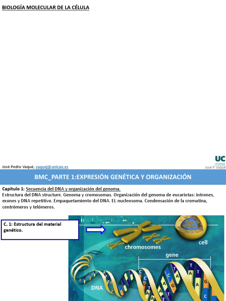 Tema 4 Control de La Expresión de Los Genes | Descargar gratis PDF ...