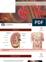 Alteraciones Renales