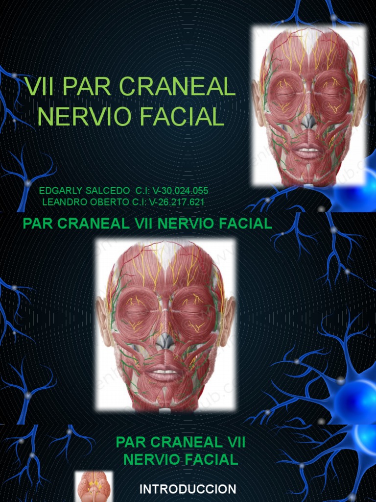 Par Craneal Vii Nervio Facial | PDF | Órgano (anatomía) | Morfología ...