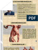 Anatomia Muscular