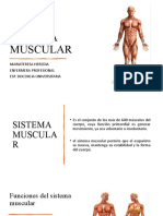 Sistema Muscular