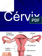Cc3a9rvix Clase Genital