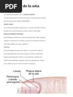 Esquema de La Anatomía de La Uña | PDF | Clavo (anatomía) | Piel
