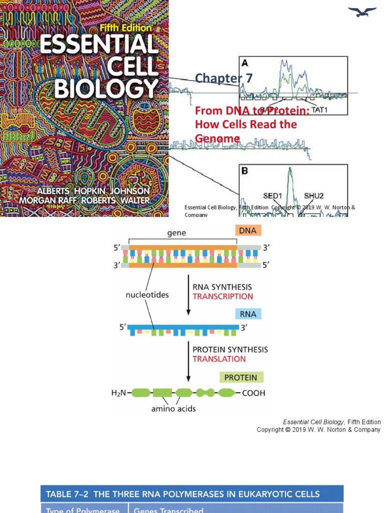 6 Transcription | PDF