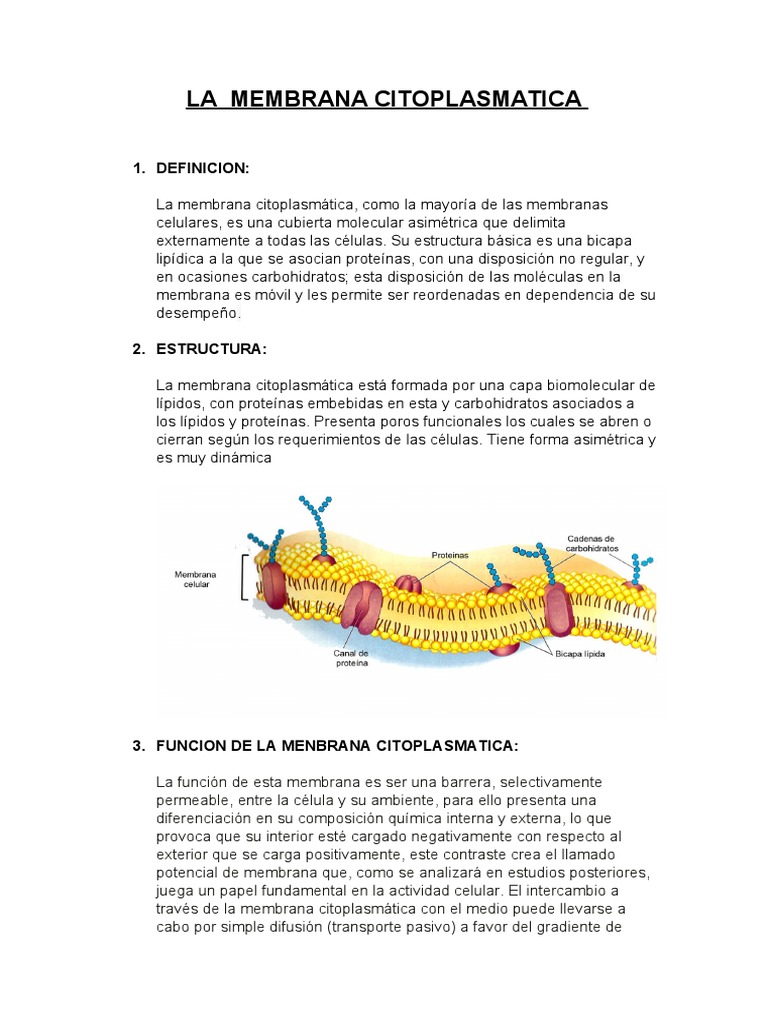Estructura y función de la membrana citoplasmática | PDF | Citoplasma ...