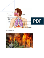 Sistema Respiratorio