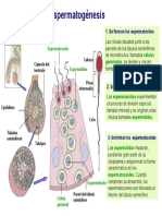 Espermatogenesis