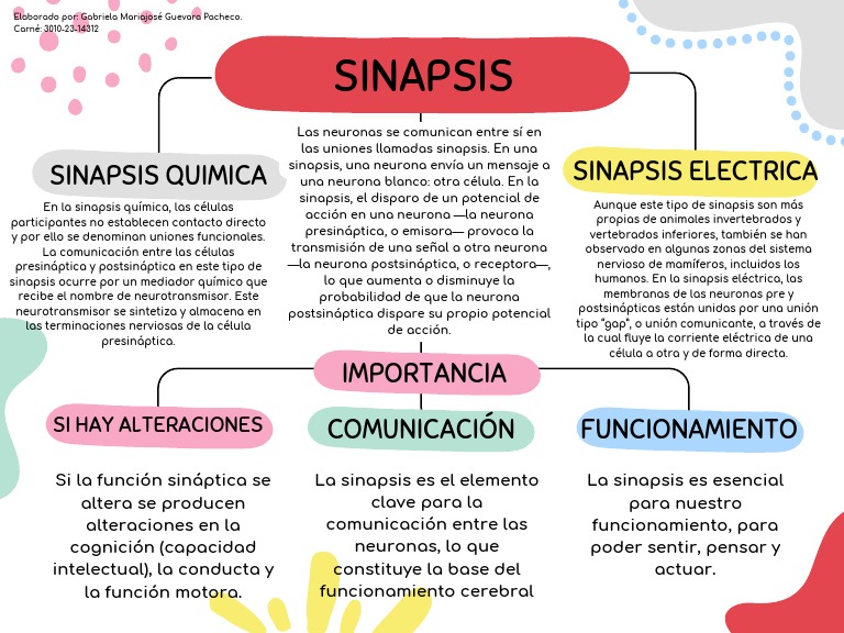 Tipos y Función de la Sinapsis Neuronal | PDF | Sinapsis | Neurona