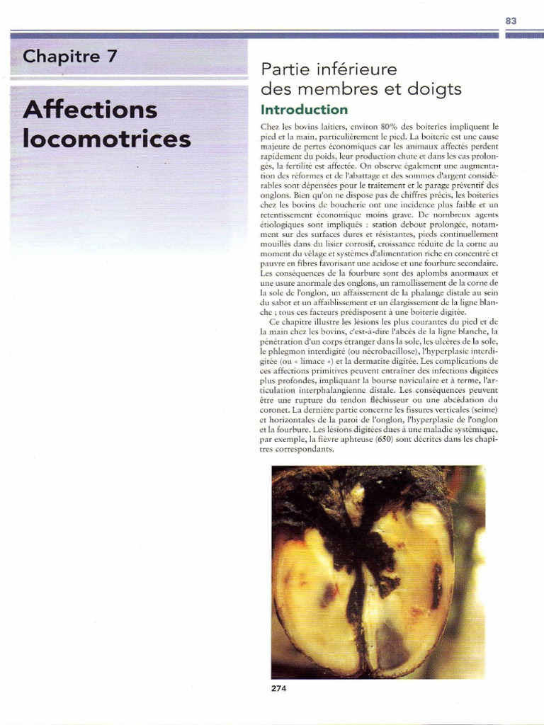 Diagnostic des affections digitées bovines | PDF | Spécialités ...