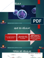 Celula DR Felipe C