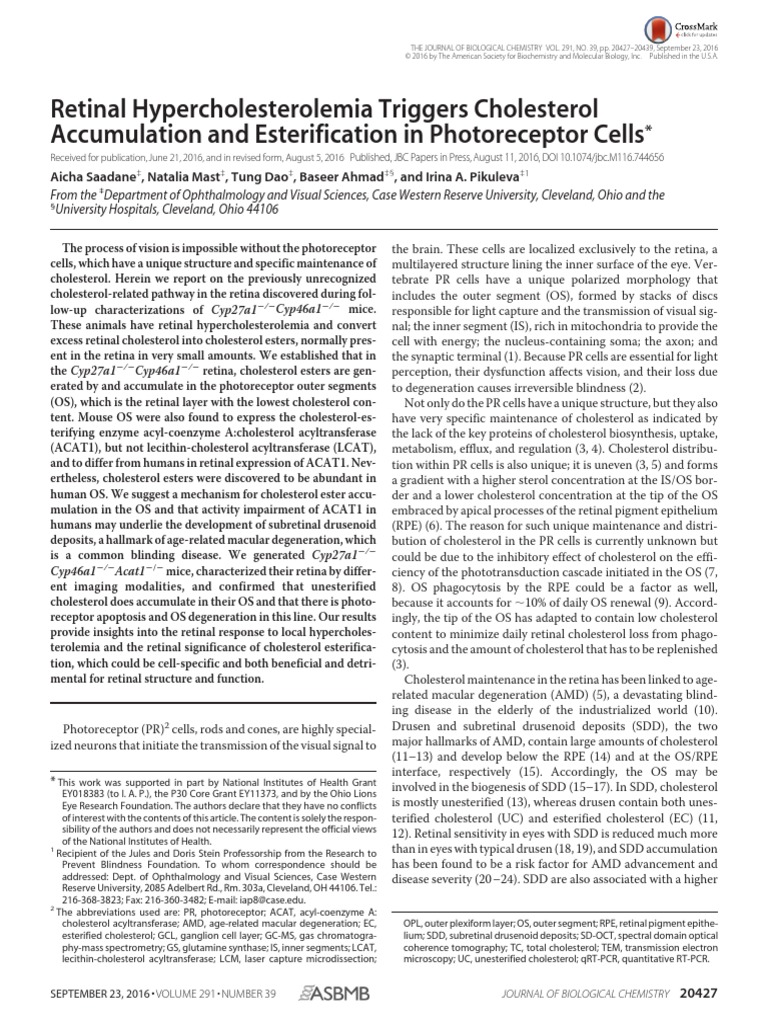 Enfermedades Vasculares | PDF | Retina | Cell Biology