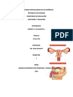 Actividad 5 - Sistema Reproductor Masculino y Femenino