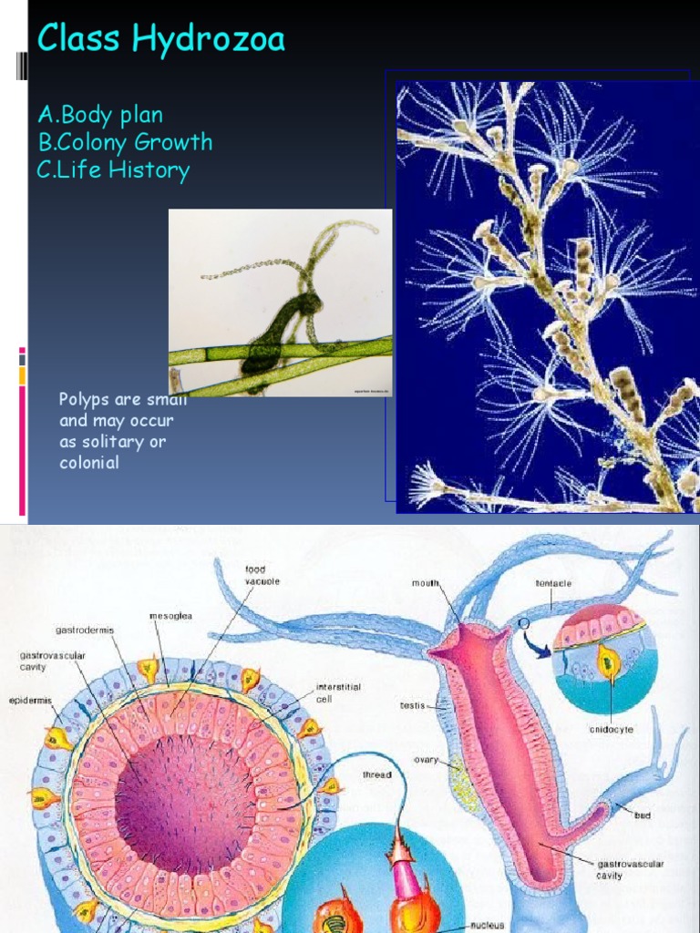 Cnidaria 2 PDF Organisms Biology