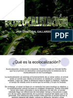 Ecolocalización (Echolocation)