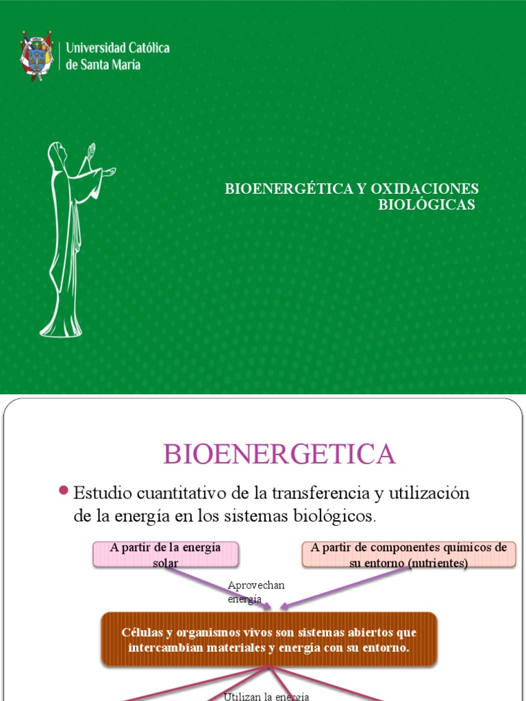 BIOENERGÉTICA Oxidaciones Biologicas 2023 | PDF | Cadena de transporte ...