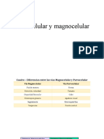 Parvocelular y Magnocelular