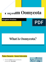 Phylum Oomycota