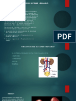 Organos Del Sistema Urinario