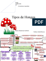 Tipos de Hongos