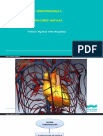 Clase Cardiovascular - Tegumentario