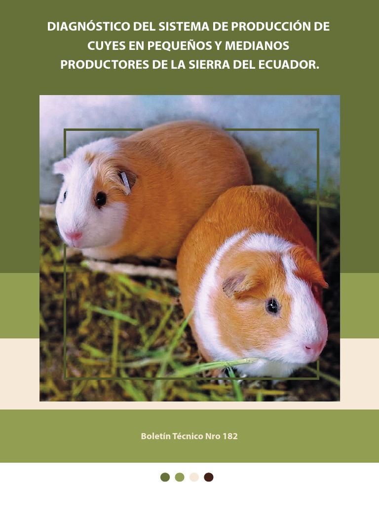 Diagnóstico de producción de cuyes en Ecuador | PDF | Conejillo de ...