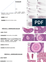 PRACT 1 - Morfología Celular (Estudio) - 071204