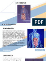 11ma Semana - Sist. Digestivo y Urinario