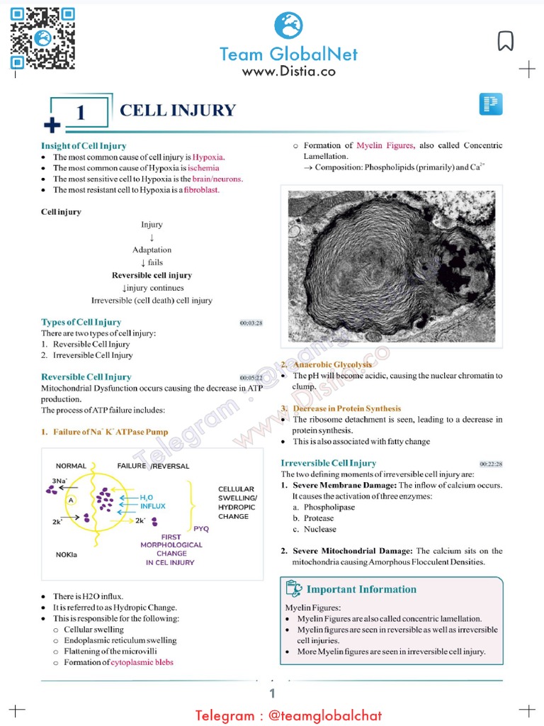 01 Cell Injury | PDF