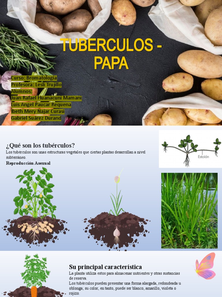 Tuberculos - Papa | PDF | Patata | Alimentos
