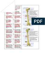 Prueba de La Asignatura Anatomía Humana