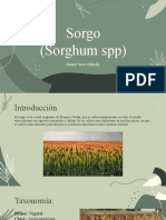 Sorgo SPP