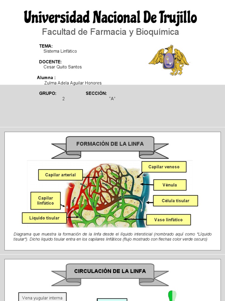 Sistema Linfático La Linfa Pdf