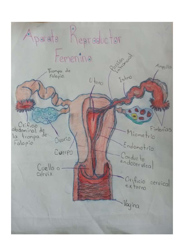 aparato-reproductor-femenino-dibujo-pdf
