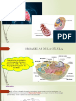 5 SEC-Organelas de La Célula