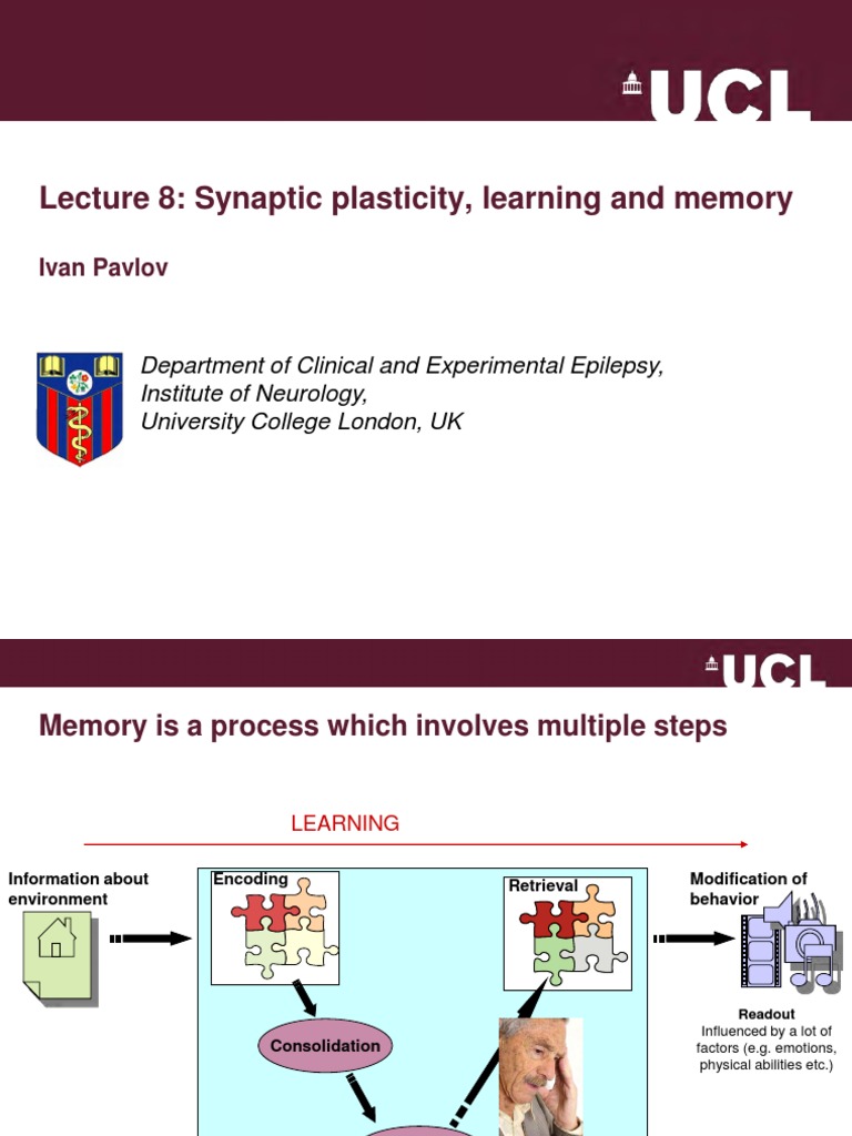 Synaptic Plasticity and Memory Insights | PDF | Self-Improvement