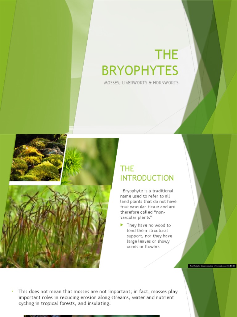 Overview of Bryophytes: Mosses & Liverworts | PDF | Moss | Sexual ...