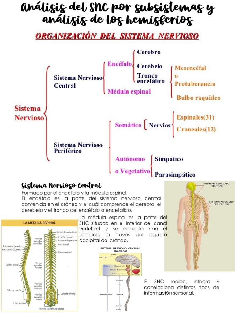 Estructura y Funciones del Sistema Nervioso | PDF | Neurona | Sistema ...