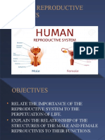 Lesson 3-Human Reproductive System