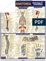 Anatomia Humana - Imagens Explicativas - Resumo - Maria Ignez T. Franca - Banner